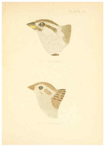 Reproducción/Reproduction 6353316563: Handbook of the sparrows, finches, etc., of New England Newtonville [Mass.]C. J. Maynard,1896
