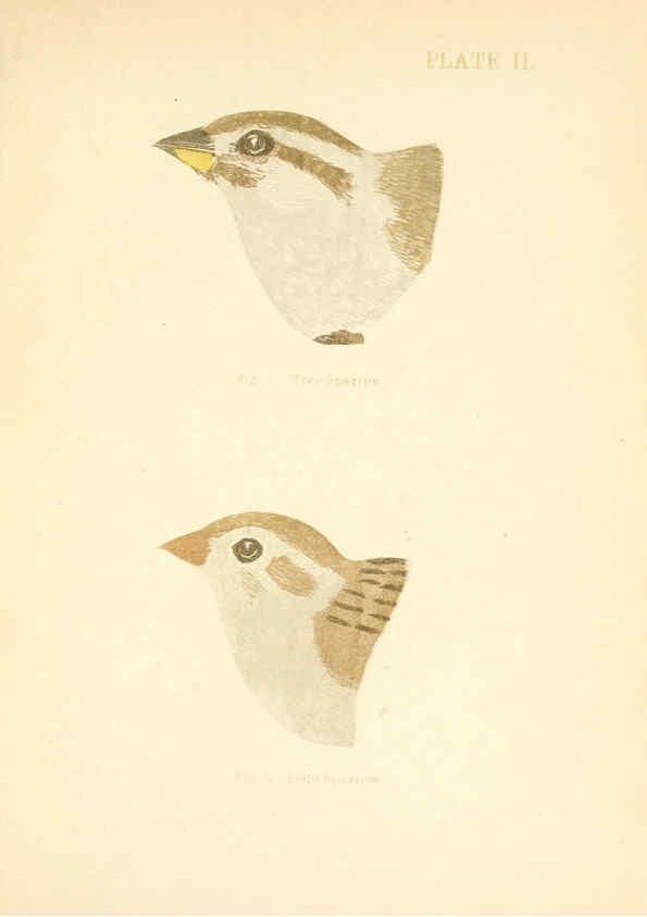 Reproducción/Reproduction 6353316563: Handbook of the sparrows, finches, etc., of New England Newtonville [Mass.]C. J. Maynard,1896
