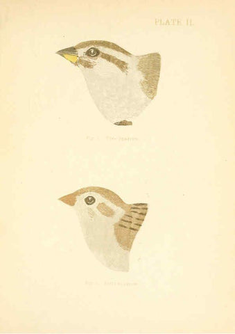 Reproducción/Reproduction 6353316563: Handbook of the sparrows, finches, etc., of New England Newtonville [Mass.]C. J. Maynard,1896
