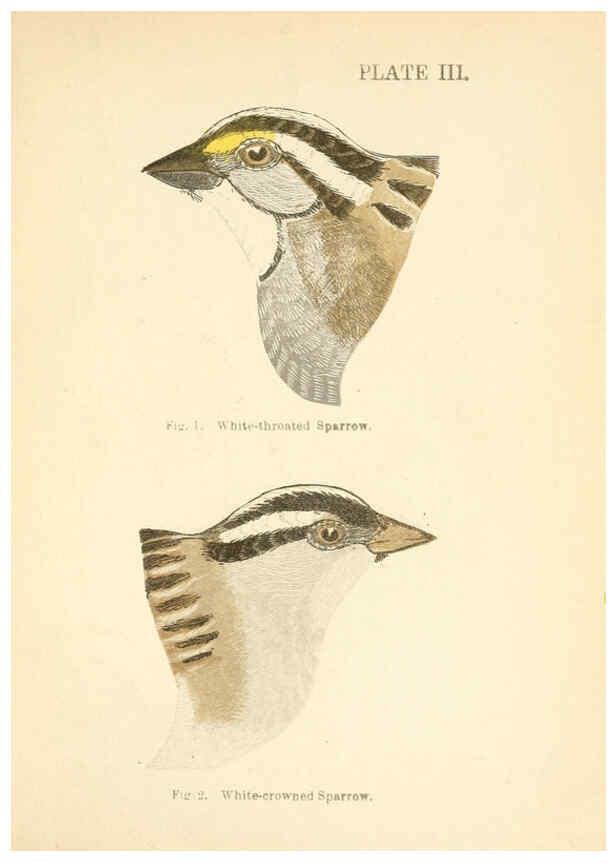 Reproducción/Reproduction 6353316893: Handbook of the sparrows, finches, etc., of New England Newtonville [Mass.]C. J. Maynard,1896