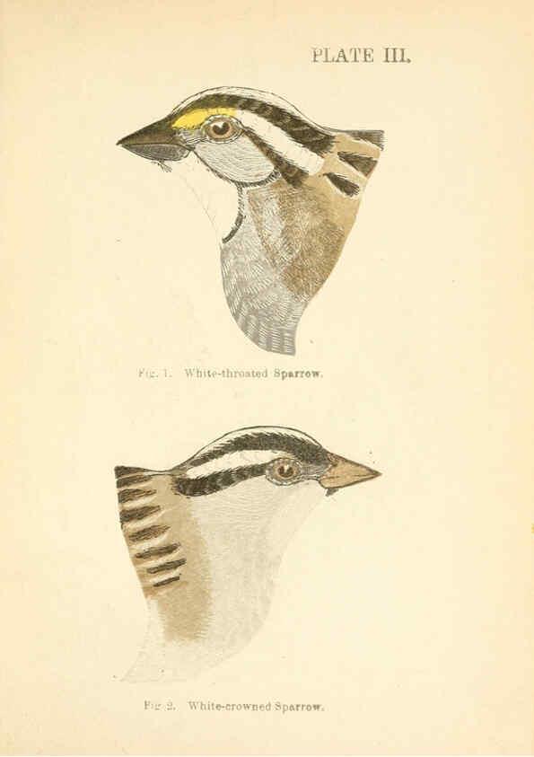 Reproducción/Reproduction 6353316893: Handbook of the sparrows, finches, etc., of New England Newtonville [Mass.]C. J. Maynard,1896