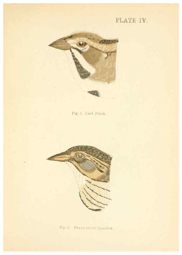 Reproducción/Reproduction 6353317219: Handbook of the sparrows, finches, etc., of New England Newtonville [Mass.]C. J. Maynard,1896