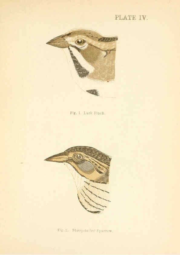 Reproducción/Reproduction 6353317219: Handbook of the sparrows, finches, etc., of New England Newtonville [Mass.]C. J. Maynard,1896