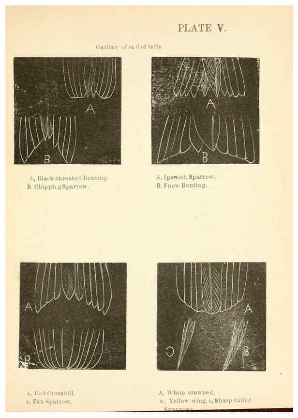 Reproducción/Reproduction 6353317541: Handbook of the sparrows, finches, etc., of New England Newtonville [Mass.]C. J. Maynard,1896