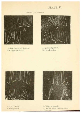 Reproducción/Reproduction 6353317541: Handbook of the sparrows, finches, etc., of New England Newtonville [Mass.]C. J. Maynard,1896