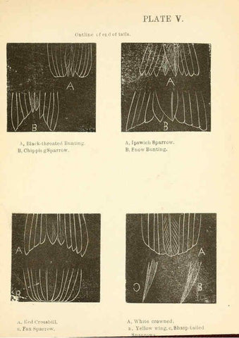Reproducción/Reproduction 6353317541: Handbook of the sparrows, finches, etc., of New England Newtonville [Mass.]C. J. Maynard,1896