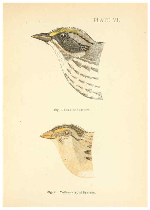 Reproducción/Reproduction 6353318043: Handbook of the sparrows, finches, etc., of New England Newtonville [Mass.]C. J. Maynard,1896