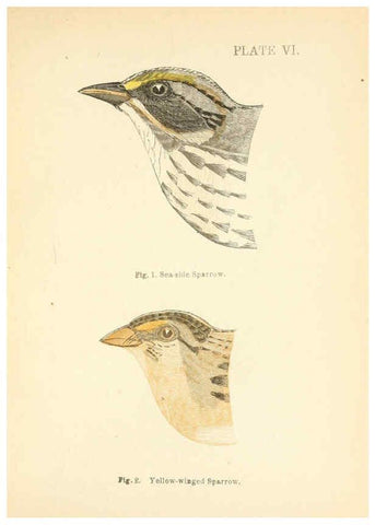 Reproducción/Reproduction 6353318043: Handbook of the sparrows, finches, etc., of New England Newtonville [Mass.]C. J. Maynard,1896