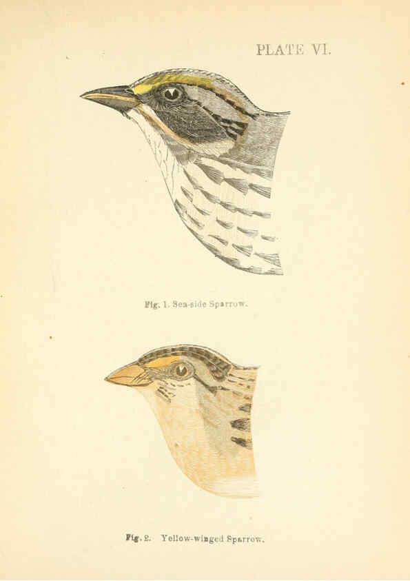 Reproducción/Reproduction 6353318043: Handbook of the sparrows, finches, etc., of New England Newtonville [Mass.]C. J. Maynard,1896