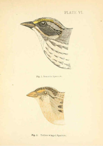 Reproducción/Reproduction 6353318043: Handbook of the sparrows, finches, etc., of New England Newtonville [Mass.]C. J. Maynard,1896