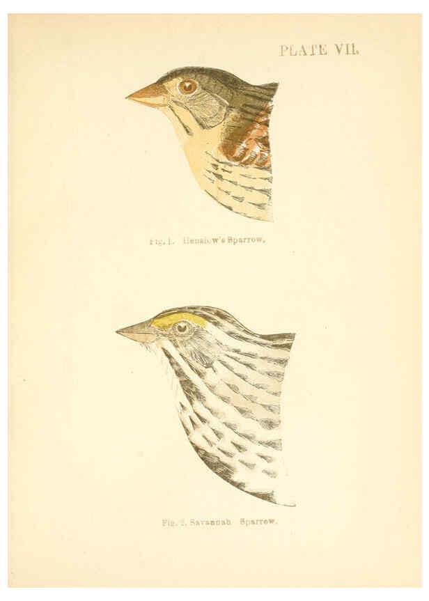 Reproducción/Reproduction 6353318385: Handbook of the sparrows, finches, etc., of New England Newtonville [Mass.]C. J. Maynard,1896