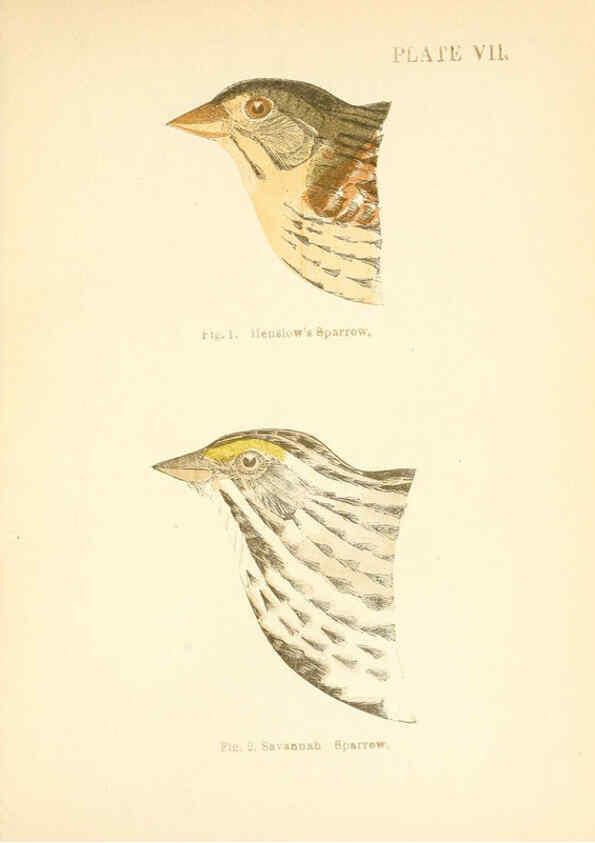 Reproducción/Reproduction 6353318385: Handbook of the sparrows, finches, etc., of New England Newtonville [Mass.]C. J. Maynard,1896