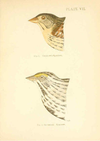 Reproducción/Reproduction 6353318385: Handbook of the sparrows, finches, etc., of New England Newtonville [Mass.]C. J. Maynard,1896