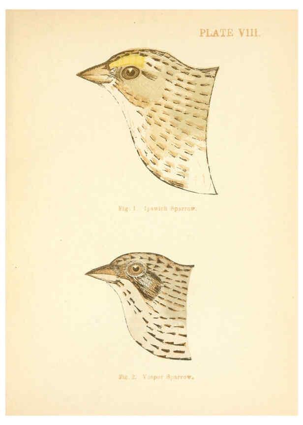 Reproducción/Reproduction 6353318753: Handbook of the sparrows, finches, etc., of New England Newtonville [Mass.]C. J. Maynard,1896
