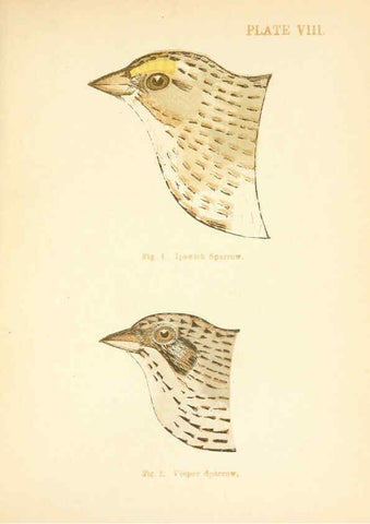 Reproducción/Reproduction 6353318753: Handbook of the sparrows, finches, etc., of New England Newtonville [Mass.]C. J. Maynard,1896