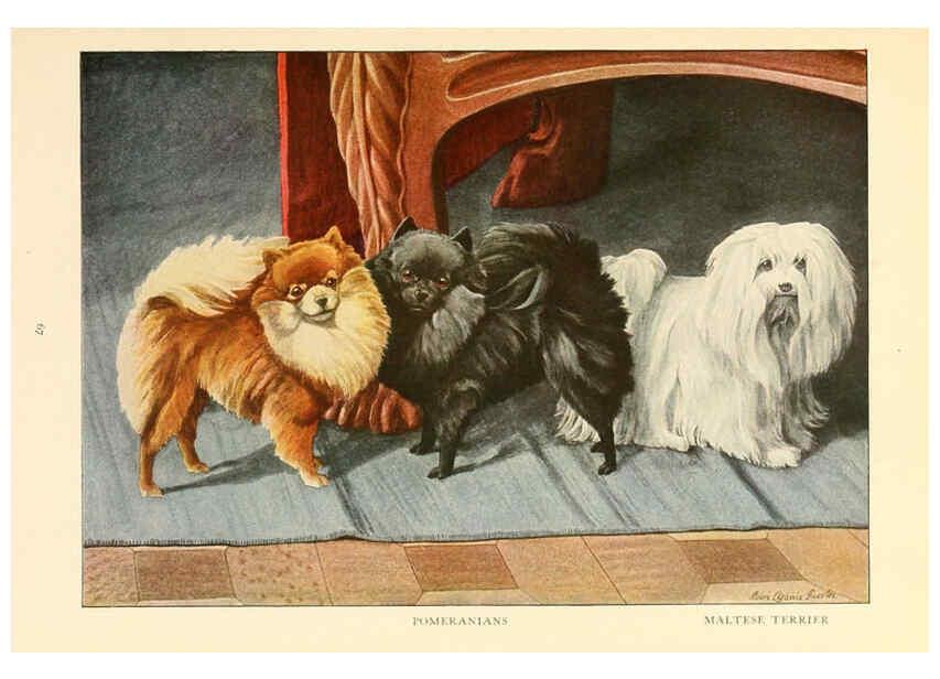 Reproducción/Reproduction 6353227617: The book of dogs Washington, D. C.,The National geographic society[c1919] 