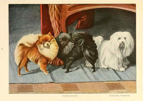Reproducción/Reproduction 6353227617: The book of dogs Washington, D. C.,The National geographic society[c1919] 