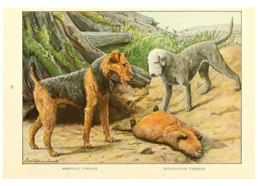Reproducción/Reproduction 6353227111: The book of dogs Washington, D. C.,The National geographic society[c1919] 