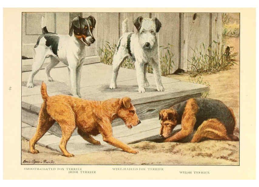 Reproducción/Reproduction 6353226627: The book of dogs Washington, D. C.,The National geographic society[c1919] 
