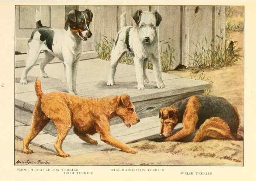 Reproducción/Reproduction 6353226627: The book of dogs Washington, D. C.,The National geographic society[c1919] 