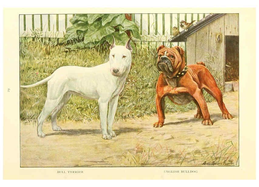 Reproducción/Reproduction 6353226297: The book of dogs Washington, D. C.,The National geographic society[c1919] 
