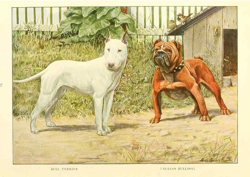 Reproducción/Reproduction 6353226297: The book of dogs Washington, D. C.,The National geographic society[c1919] 
