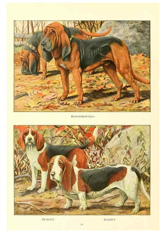 Reproducción/Reproduction 6353220259: The book of dogs Washington, D. C.,The National geographic society[c1919] 