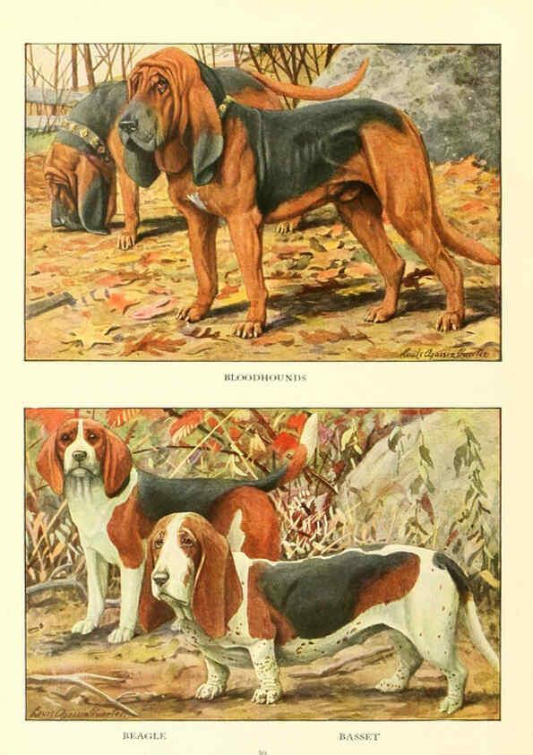 Reproducción/Reproduction 6353220259: The book of dogs Washington, D. C.,The National geographic society[c1919] 