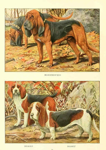 Reproducción/Reproduction 6353220259: The book of dogs Washington, D. C.,The National geographic society[c1919] 