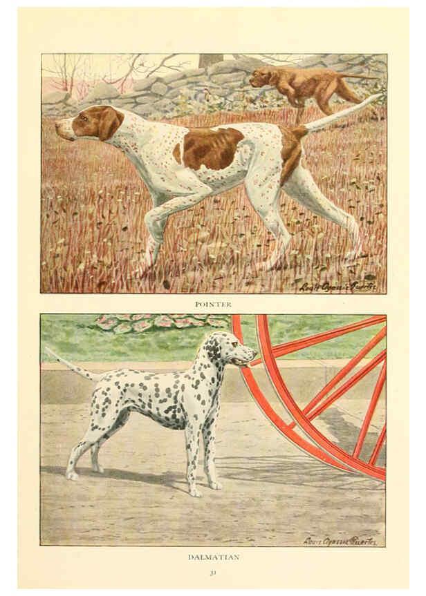 Reproducción/Reproduction 6353220761: The book of dogs Washington, D. C.,The National geographic society[c1919] 