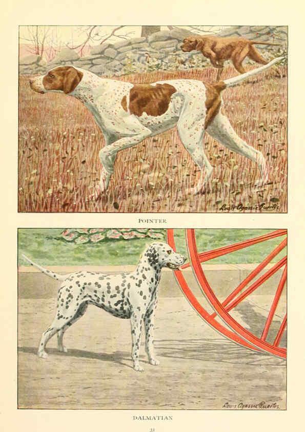 Reproducción/Reproduction 6353220761: The book of dogs Washington, D. C.,The National geographic society[c1919] 
