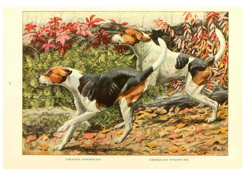 Reproducción/Reproduction 6353221121: The book of dogs Washington, D. C.,The National geographic society[c1919] 