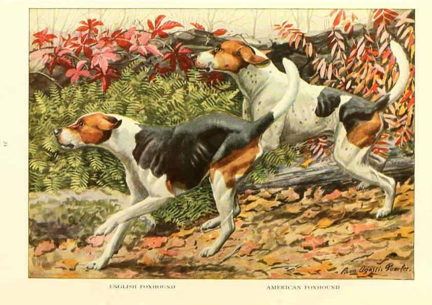 Reproducción/Reproduction 6353221121: The book of dogs Washington, D. C.,The National geographic society[c1919] 