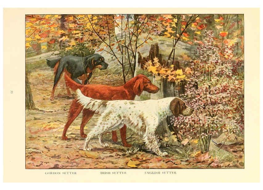 Reproducción/Reproduction 6353221581: The book of dogs Washington, D. C.,The National geographic society[c1919] 