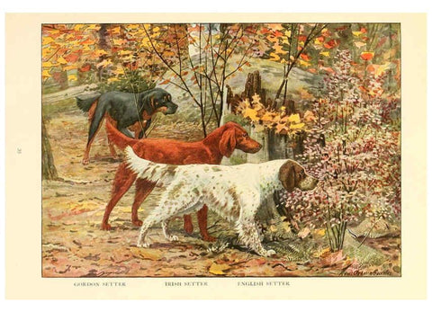 Reproducción/Reproduction 6353221581: The book of dogs Washington, D. C.,The National geographic society[c1919] 
