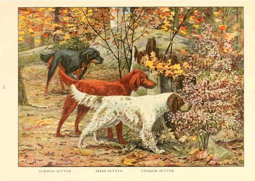Reproducción/Reproduction 6353221581: The book of dogs Washington, D. C.,The National geographic society[c1919] 