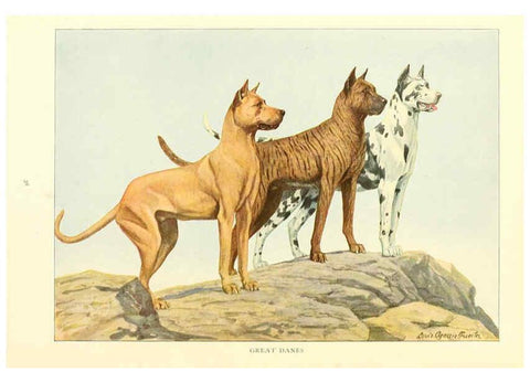 Reproducción/Reproduction 6353221911: The book of dogs Washington, D. C.,The National geographic society[c1919] 