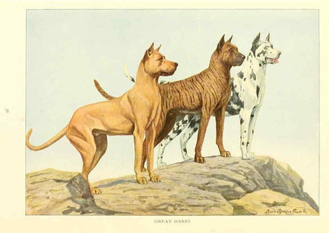 Reproducción/Reproduction 6353221911: The book of dogs Washington, D. C.,The National geographic society[c1919] 