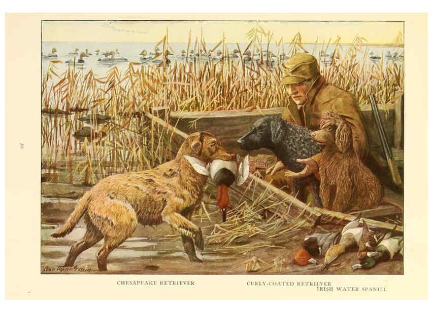 Reproducción/Reproduction 6353222403: The book of dogs Washington, D. C.,The National geographic society[c1919] 