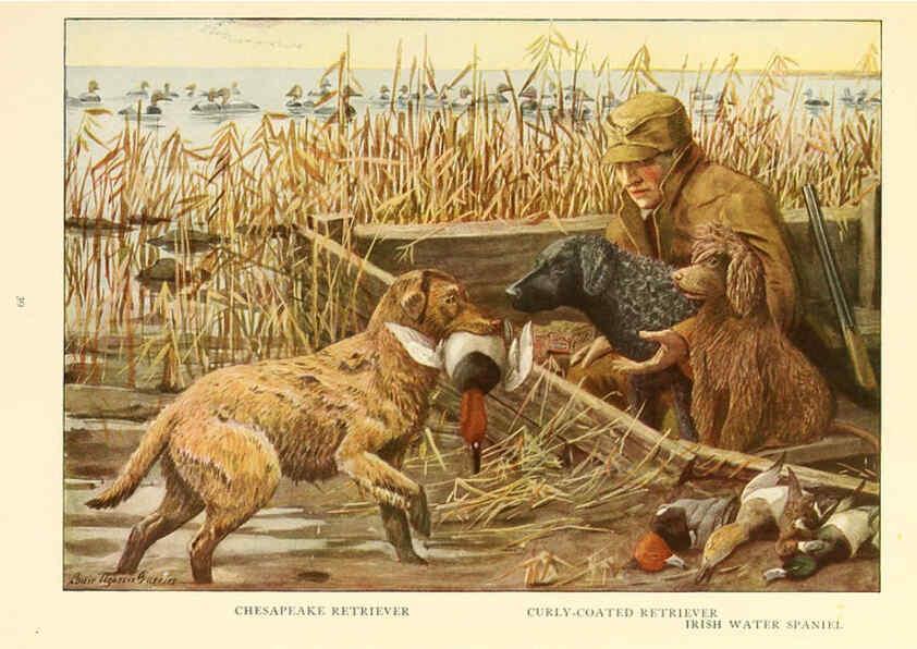 Reproducción/Reproduction 6353222403: The book of dogs Washington, D. C.,The National geographic society[c1919] 