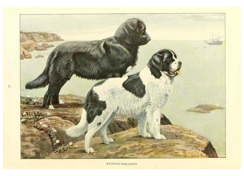 Reproducción/Reproduction 6353222755: The book of dogs Washington, D. C.,The National geographic society[c1919] 