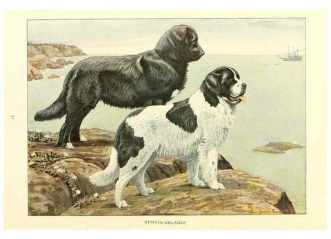 Reproducción/Reproduction 6353222755: The book of dogs Washington, D. C.,The National geographic society[c1919] 