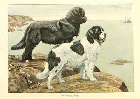 Reproducción/Reproduction 6353222755: The book of dogs Washington, D. C.,The National geographic society[c1919] 