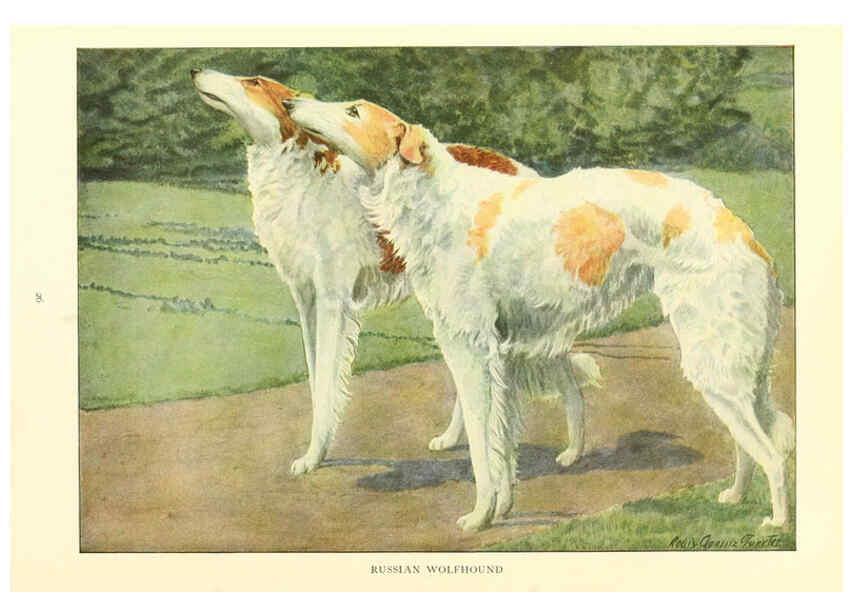 Reproducción/Reproduction 6353219587: The book of dogs Washington, D. C.,The National geographic society[c1919] 