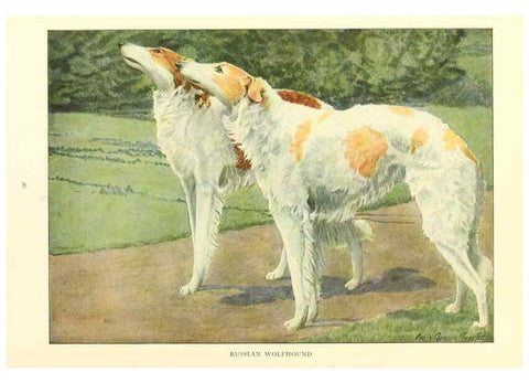 Reproducción/Reproduction 6353219587: The book of dogs Washington, D. C.,The National geographic society[c1919] 