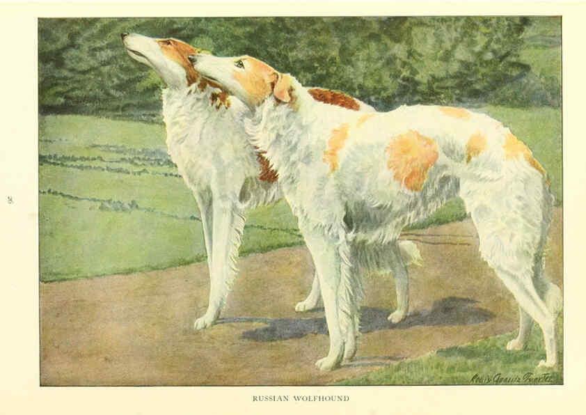 Reproducción/Reproduction 6353219587: The book of dogs Washington, D. C.,The National geographic society[c1919] 