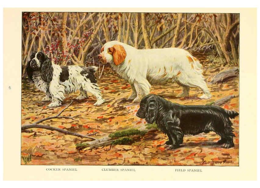 Reproducción/Reproduction 6353223119: The book of dogs Washington, D. C.,The National geographic society[c1919] 