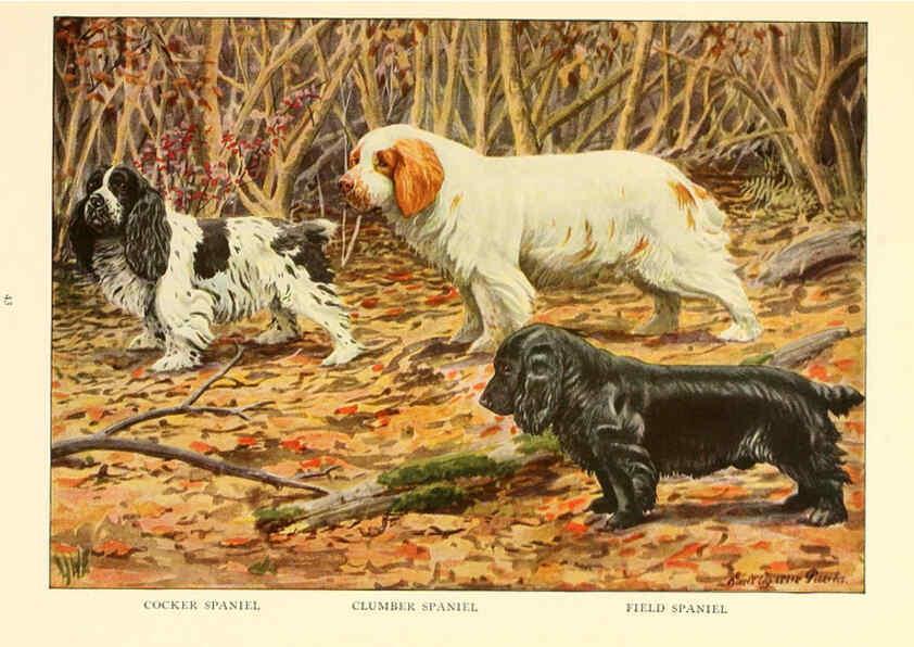 Reproducción/Reproduction 6353223119: The book of dogs Washington, D. C.,The National geographic society[c1919] 