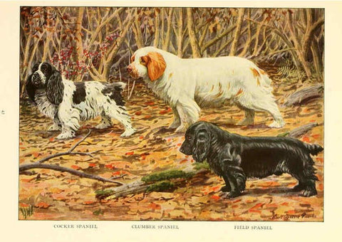 Reproducción/Reproduction 6353223119: The book of dogs Washington, D. C.,The National geographic society[c1919] 