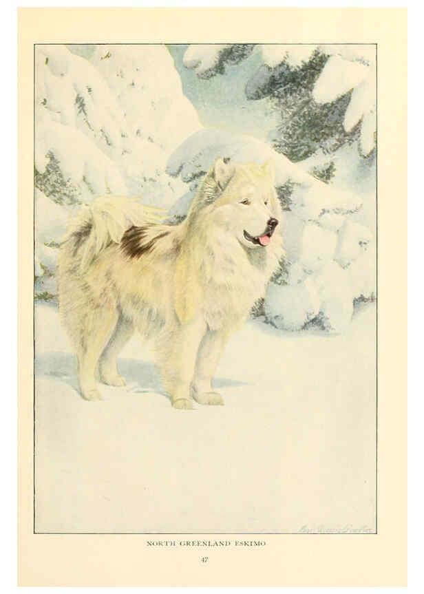 Reproducción/Reproduction 6353223959: The book of dogs Washington, D. C.,The National geographic society[c1919] 